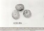 Click for 1 image(s) for this accession. FRUIT